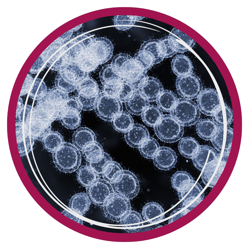 candida