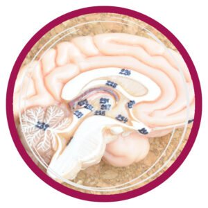Pineal, Pituitary & Hypothalamus
